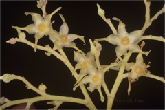 Shorea robusta